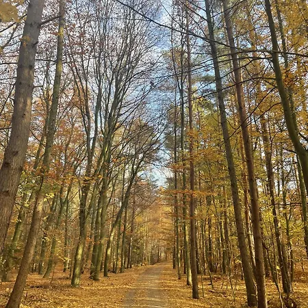 Morze Sztuki Ii, ヤンタル