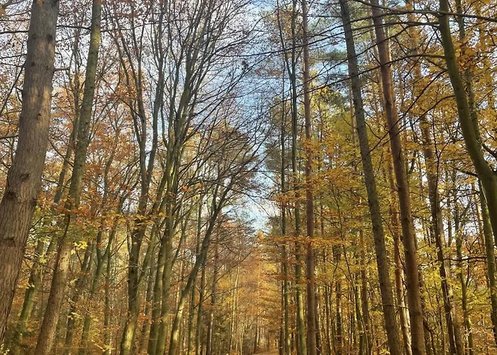 Morze Sztuki Ii, Янтар